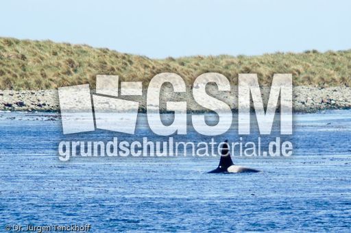 Orca (32 von 59).jpg